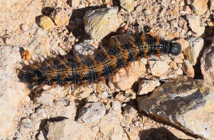 Bruco di Nymphalis polychloros